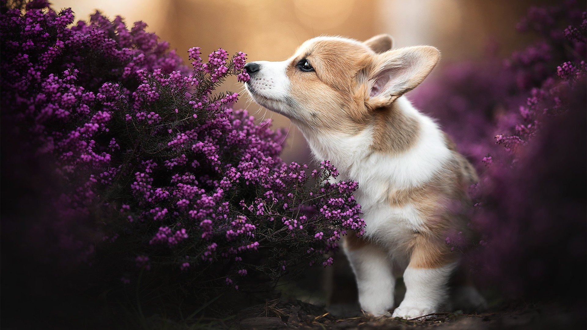 活塞狂胜吉林队，伦纳德化身关键先生，一锤定音定江山